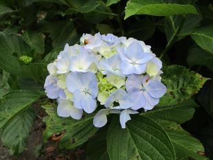 紫陽花(アジサイ)