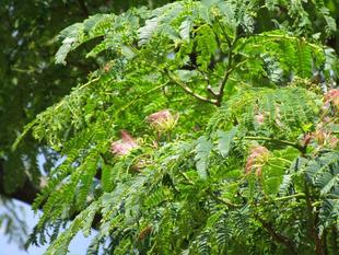 合歓木（ネムノキ）６月の開花