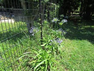 アガパンサス〔紫君子蘭（ムラサキクンシラン）〕