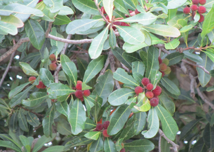 山桃（ヤマモモ）の実