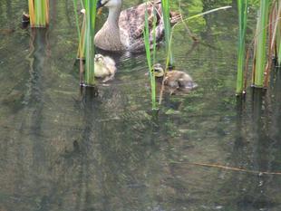 カルガモ親子（2022年6月5日）