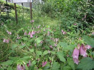 蛍袋（ホタルブクロ）