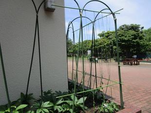 グリーンカテーン③朝顔開花