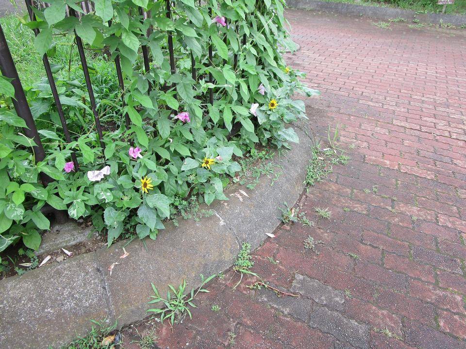 ミニひまわりの写真