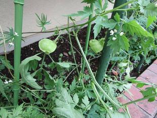 グリーンカーテン⑤風船葛の実