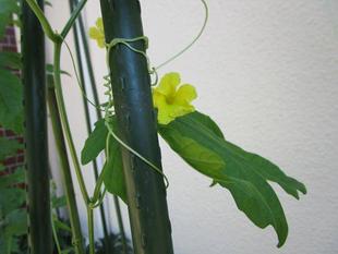 グリーンカーテン⑥ゴーヤの赤ちゃん