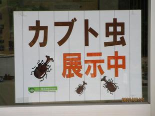 カブトムシの展示