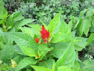 鶏頭（ケイトウ）