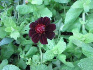 チョコレートコスモス