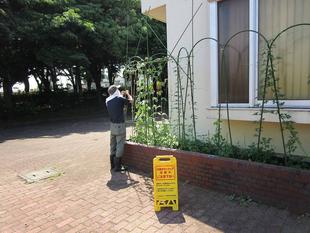 グリーンカーテン④