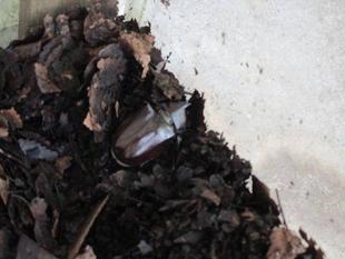 カブトムシの脱皮