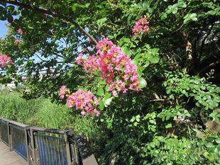 サルスベリ〔百日紅〕