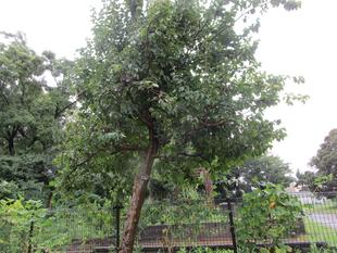 花梨（カリン）の実  