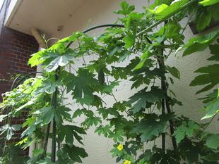  グリーンカーテン⑦