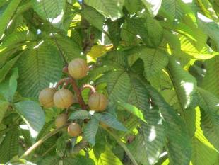 栃の実　