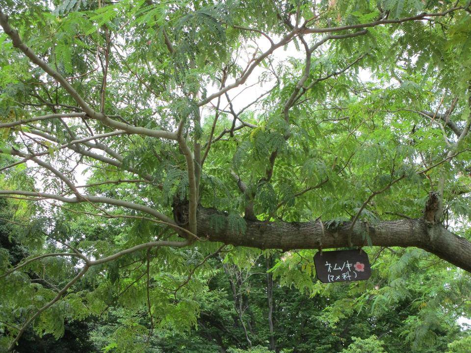 合歓木(ネムノキ)8月の開花の写真