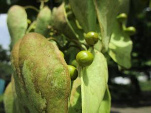 アオギリの種子