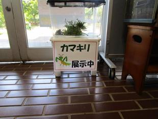 カマキリ展示