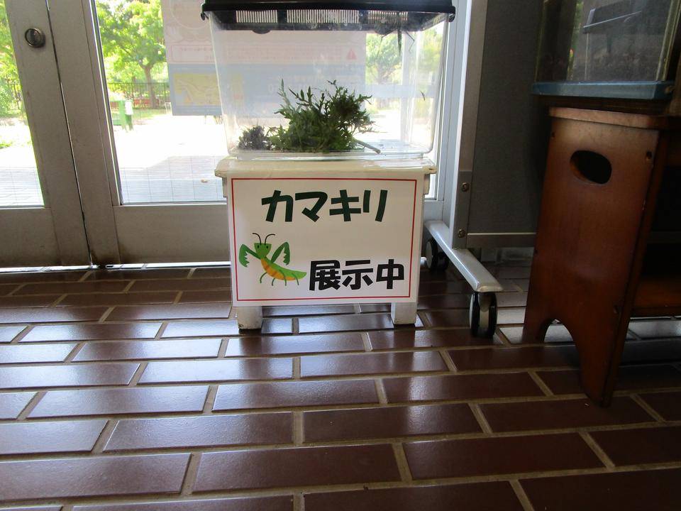 カマキリ展示の写真