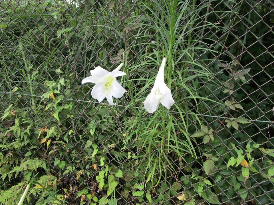 高砂百合(タカサゴユリ)の写真
