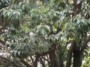 樹木の実（どんぐり）その１ 