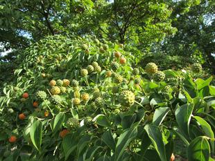 山法師（ヤマボウシ）の果実