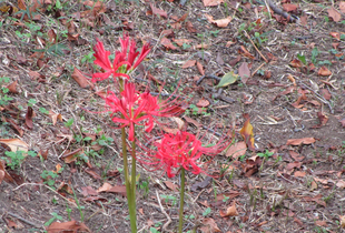 赤い彼岸花（ヒガンバナ）