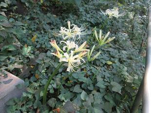 白い彼岸花（ヒガンバナ）