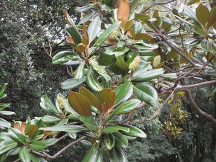 泰山木（タイサンボク）の実