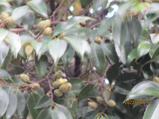 樹木の実（どんぐり）その2　