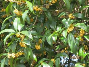  金木犀（キンモクセイ）の香り