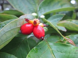 花水木（ハナミズキ）の実