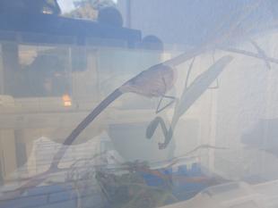 カマキリの産卵