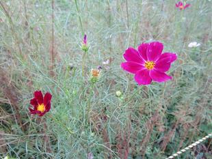   コスモス〔秋桜〕