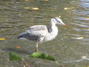 蒼鷺（アオサギ）来園
