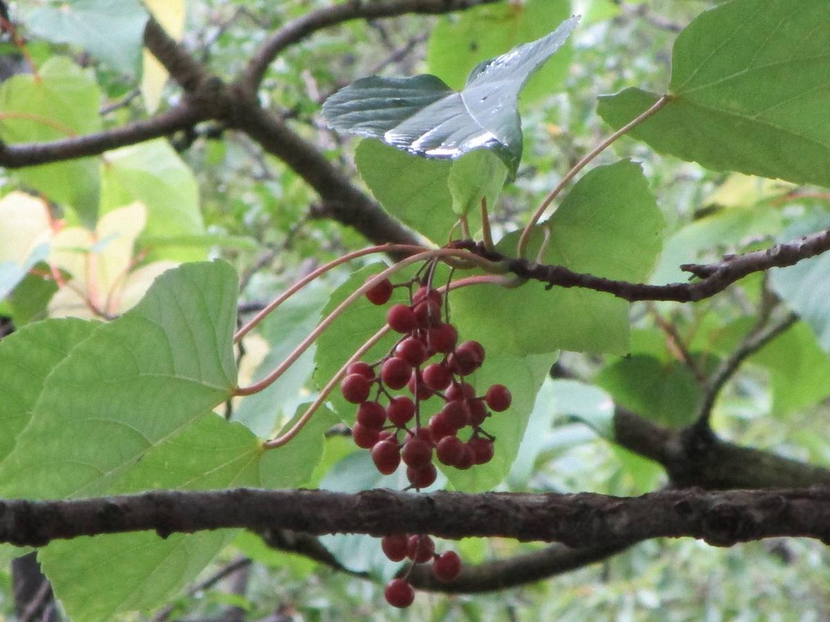イイギリの実　ネコポス発送 イイギリの実 ネコポス発送 イイギリの実 ネコポス発送 イイギリ属｜東
