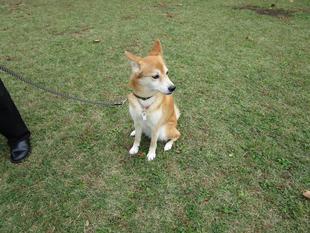 ペットのマナーと防災対策教室(2022年10月22日)