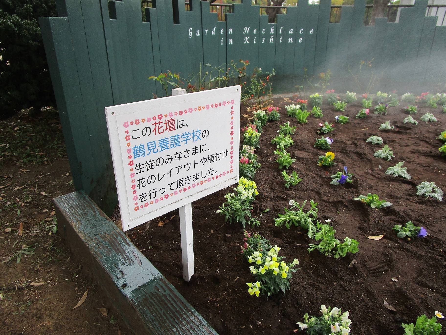 秋の花植え(2022年10月25日)の写真