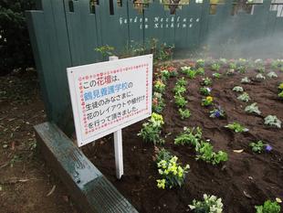 秋の花植え(2022年10月25日)