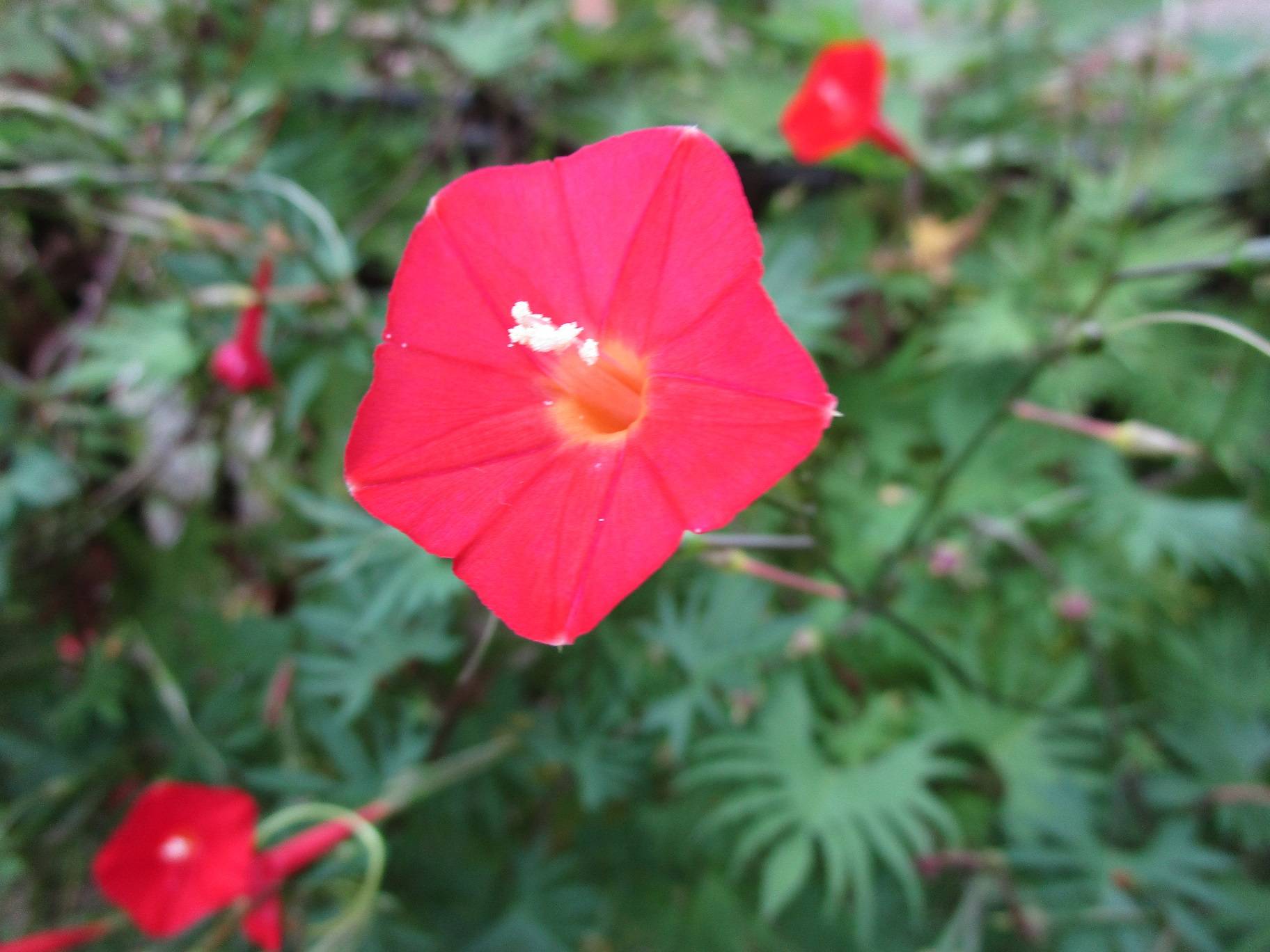 縷紅草(ルコウソウ)満開の写真