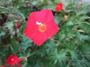 縷紅草(ルコウソウ)満開