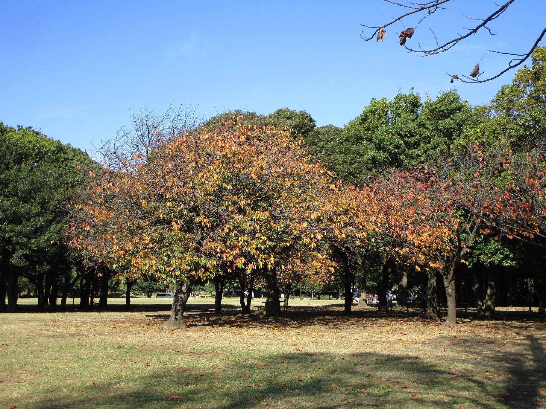 紅葉かつ散るの写真