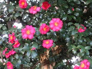 山茶花(さざんか)の花