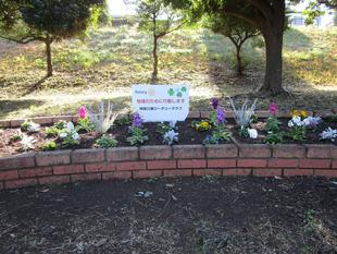 秋の花植え(2022年11月22日)