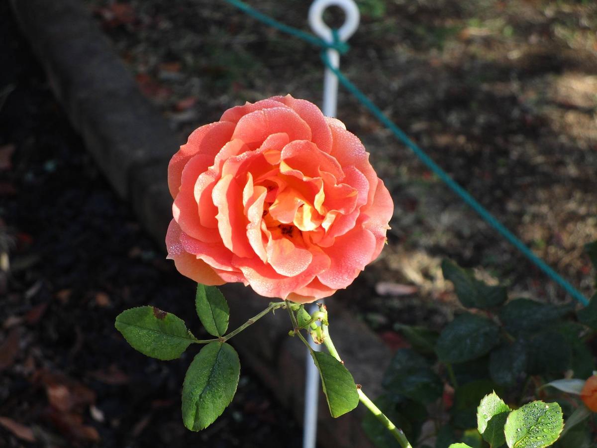 秋薔薇　ページ 秋薔薇（アキバラ）|｜ブログ|岸根公園公式サイト｜公益財団法人 横浜