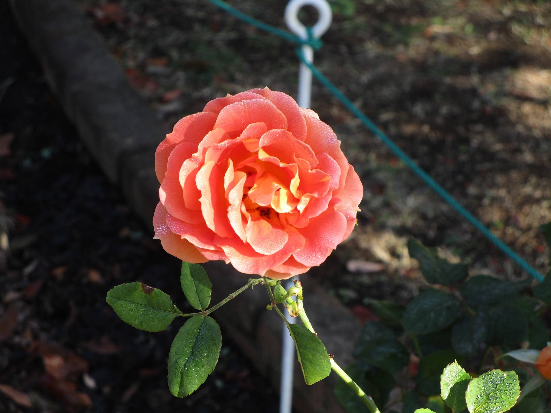 秋薔薇(アキバラ)の写真