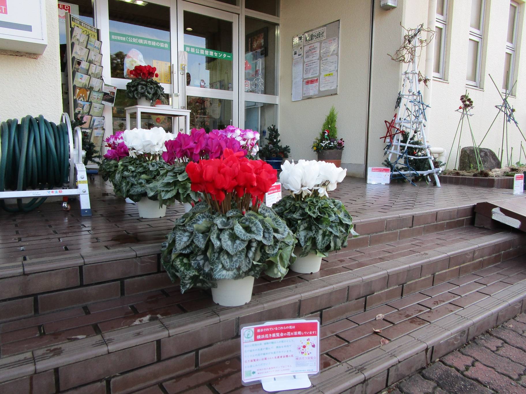 横浜花き展覧会出品のシクラメンの写真