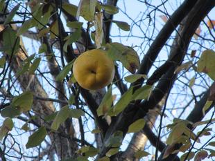 花梨(カリン)の実
