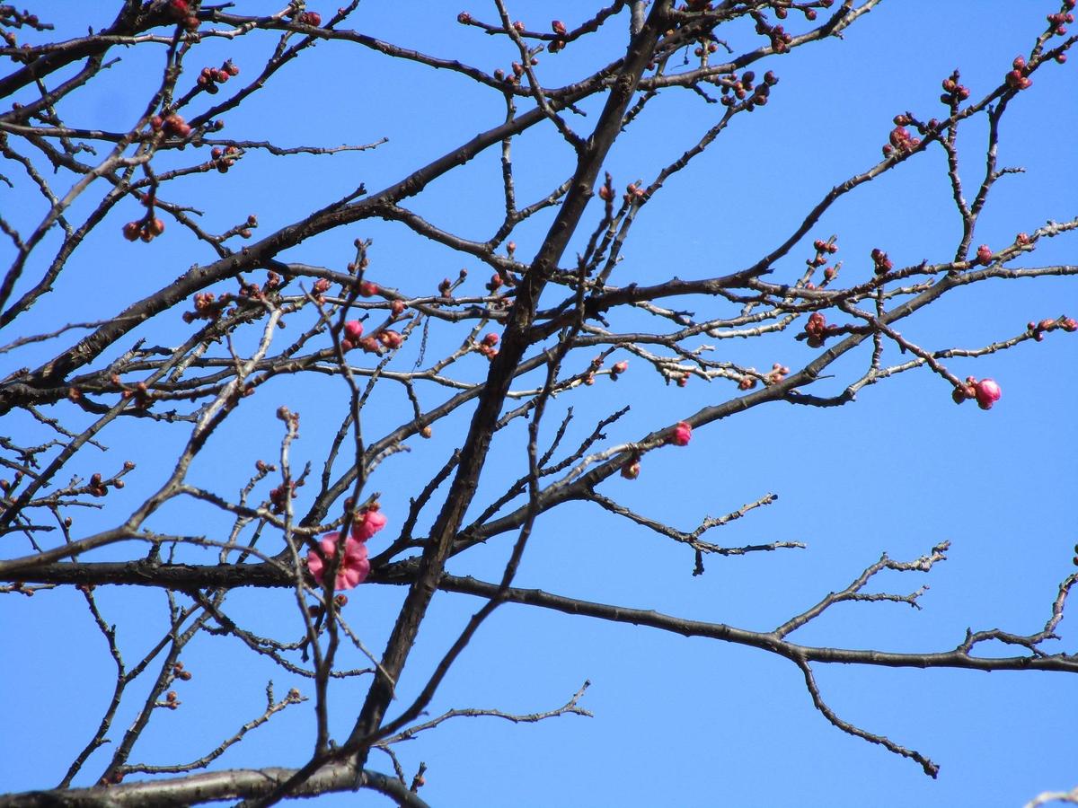 紅梅早咲き|｜ブログ|岸根公園公式サイト｜公益財団法人 横浜市緑の協会