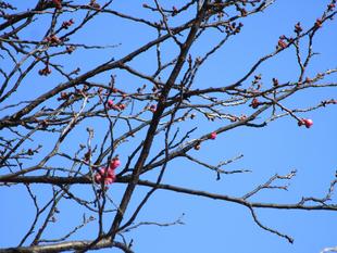 紅梅早咲き
